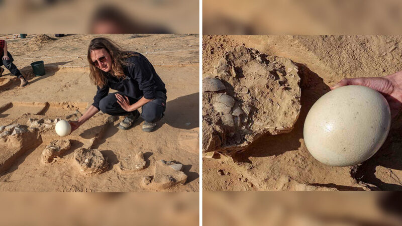 8 ostrich eggs over 4,000 years old discovered near exсаⱱаted firepit in Negev desert