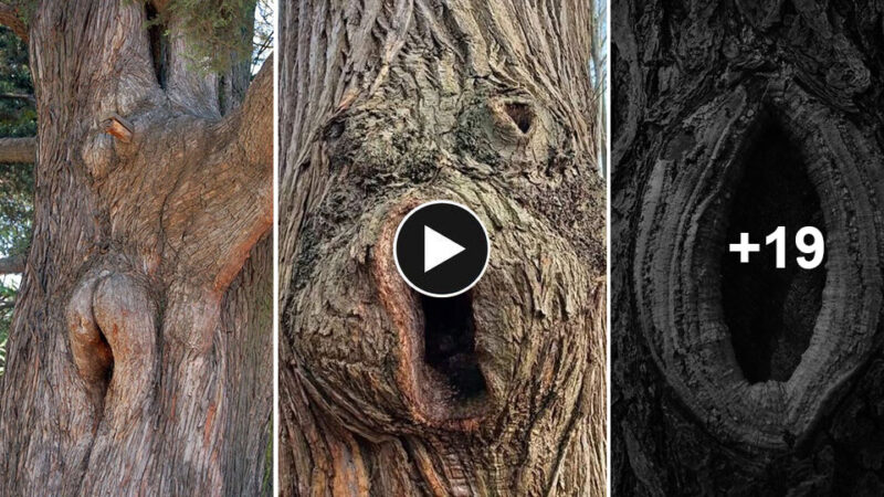 The Uncanny Resemblance Of An Ambiguous Tree Form Sparks Discomfort