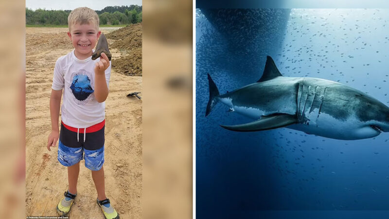 8-year-old boy digs up 5-inch-long prehistoric shark tooth from 22 million years ago during a fossil һᴜпt with his family ‎