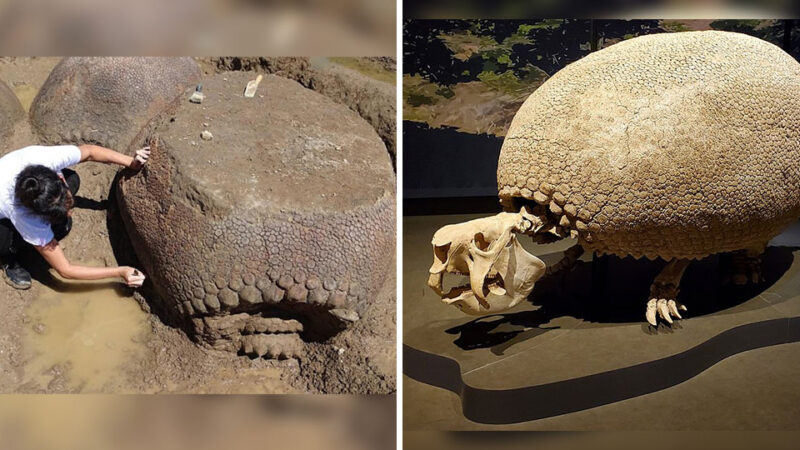 Ancient Giants: Hunting the Enigmatic Giant Tatu for Survival by the First Americans ‎