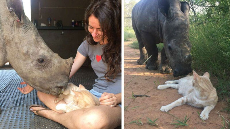 The orphaned rhinoceros has no memory of his mother or family. He does not dare to sleep alone and is cared for by his family after his mother passed away