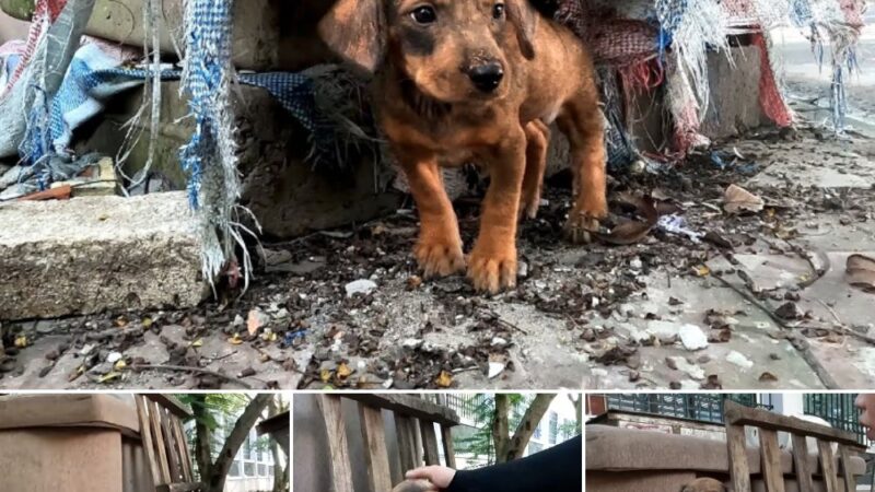 The desperate orphaned puppy, abandoned in the harsh city streets, needed urgent help to survive.