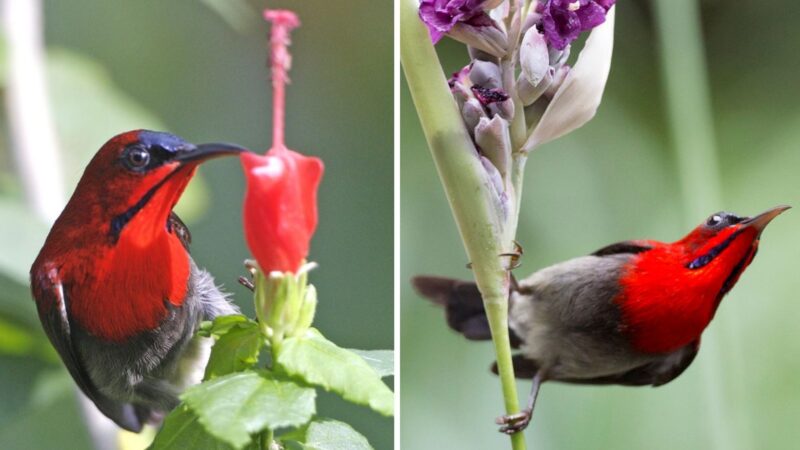 Meet the сгіmѕoп Sunbird, a magnificent bird that shines with red, green, and iridescent blue hues