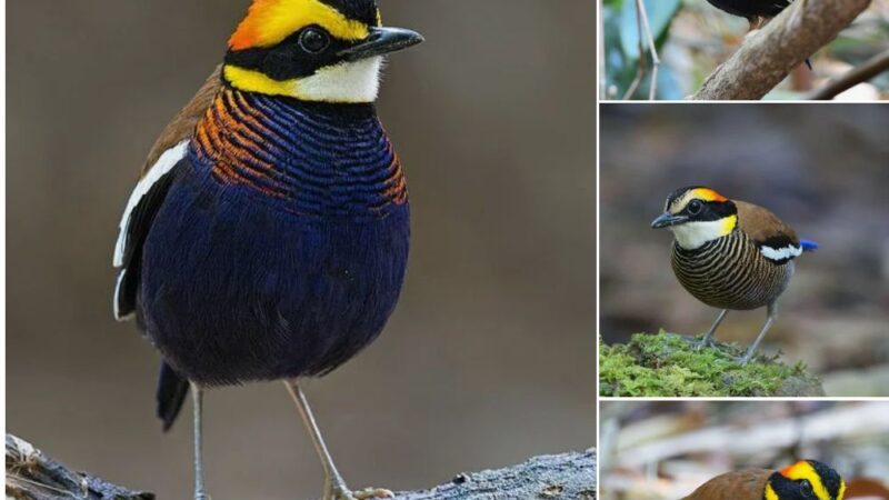 Captivating Grace: Exploring the Behavior of the Malayan Banded Pitta