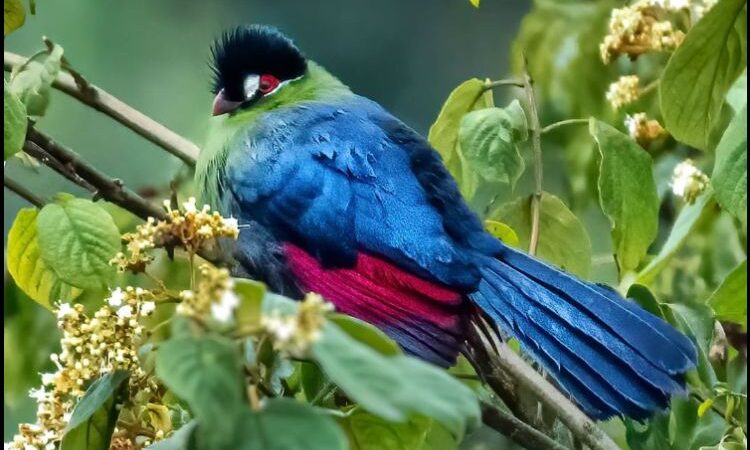 So beautiful!! With its Ьгіɩɩіапt colors and exquisite beauty, the Hartlaub’s Turaco (Tauraco hartlaubi) is a dazzling jewel of the African tropical forest, crafted by nature’s hand