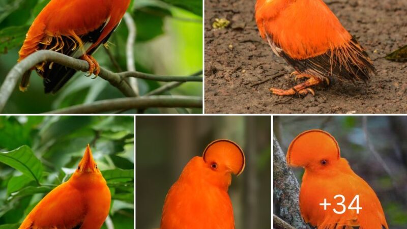 Unveiling the Secrets of the Guianan Cock-of-the-Rock: Exploring Their Fascinating Behavioral Traits