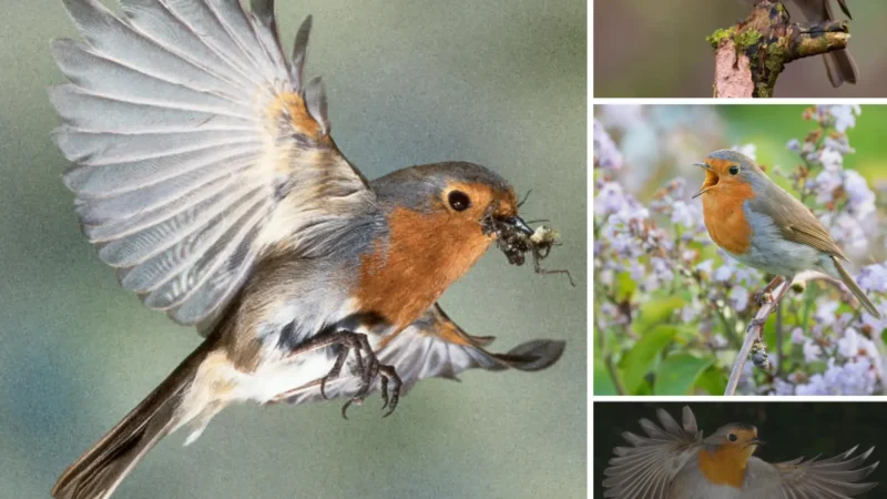 The European Robin, with its jewel-like beauty and soft, graceful plumage, shines brightly in the forests, accompanied by a gentle whistle.