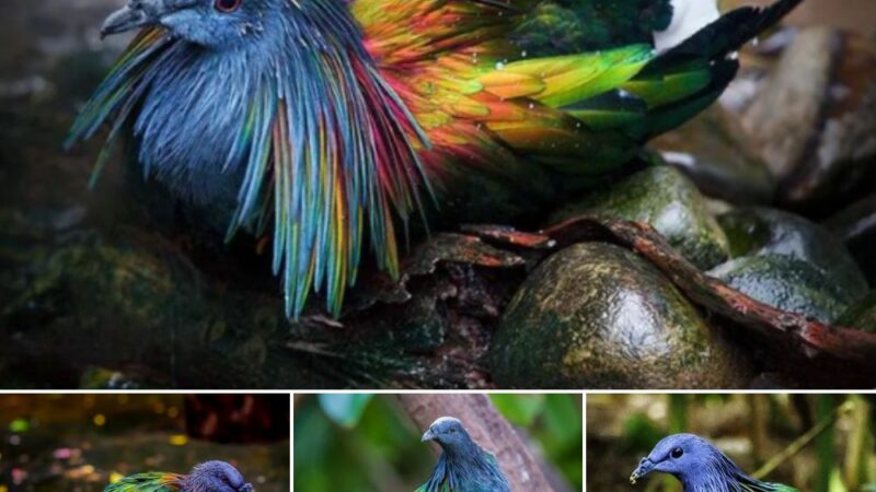 Discover the Majestic Flight: Unveiling the Behavior of Nicobar Pigeons in Their Pristine Habitat