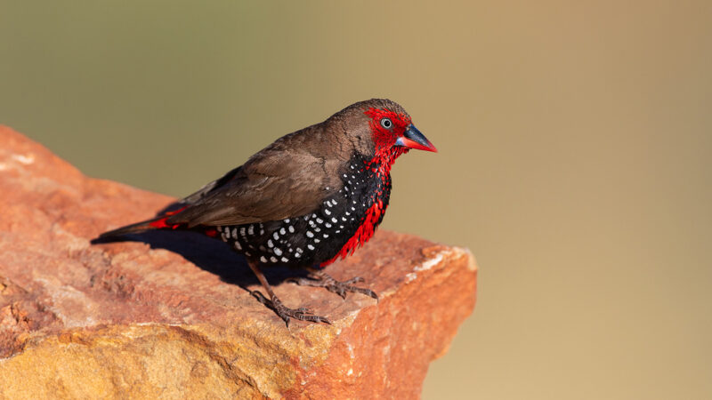 With its enchanting beauty and elegant appearance, the Painted Finch is a natural masterpiece that easily attracts attention