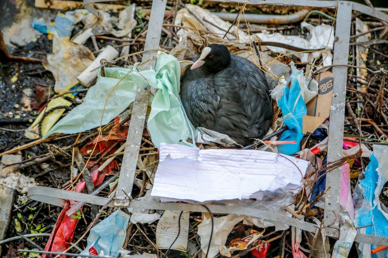 Birds Are Building Nests With Human Rubbish — Can We Give Them Safer Materials?